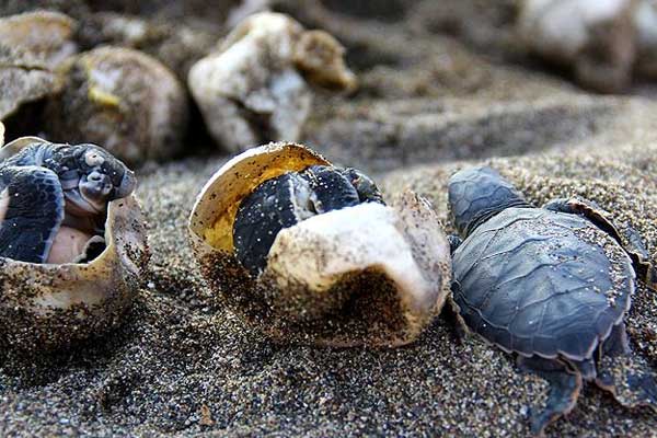 Türkiye, binlerce deniz kaplumbağasına yuva oldu