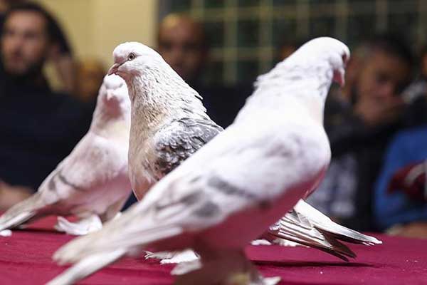 Saf Anadolu ırkı şebap güvercinleri Ankara'da yarıştı