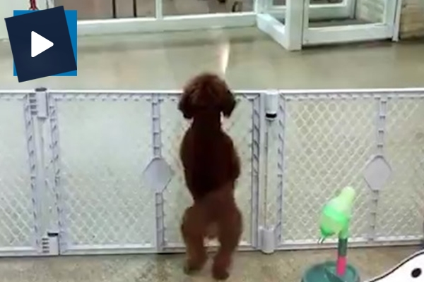 Sahibini gören köpeğin inanılmaz tepkisi