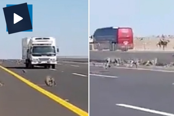 Maymunlar yolun karşısına böyle geçti