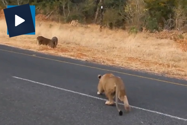 Aslanların organize av taktiği kamerada!
