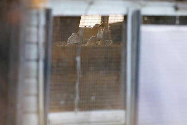 Güney Kore'de kuş gribi salgını