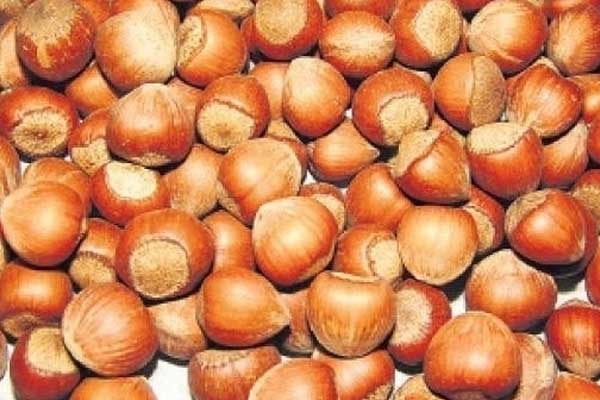 Giresun'da fındık fiyatı 10 liraya yükseldi