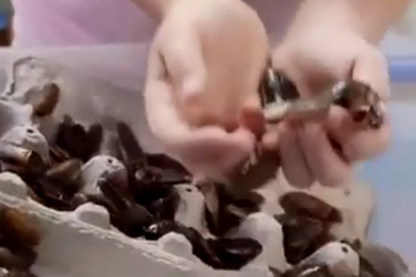 7 bin hamam böceği besleyen kız