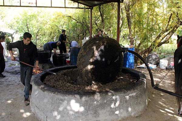 Zeytinler geleneksel yöntemlerle yağa dönüştürülüyor
