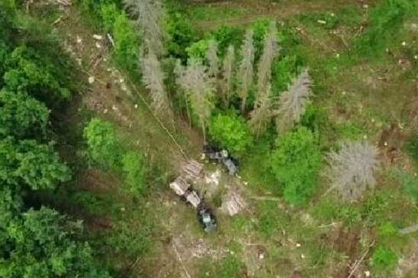 AB'den Polonya'ya ağaç kesme cezası