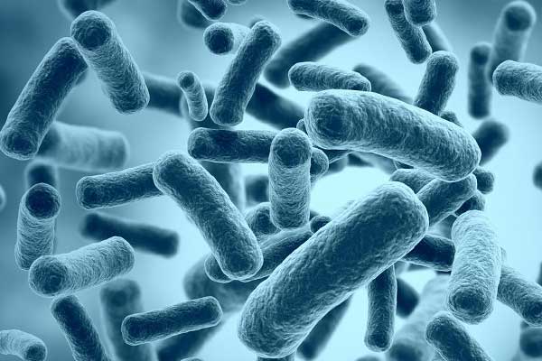 Antibiyotiğe karşı direnç geliştiren bakterinin gen transferi engellendi