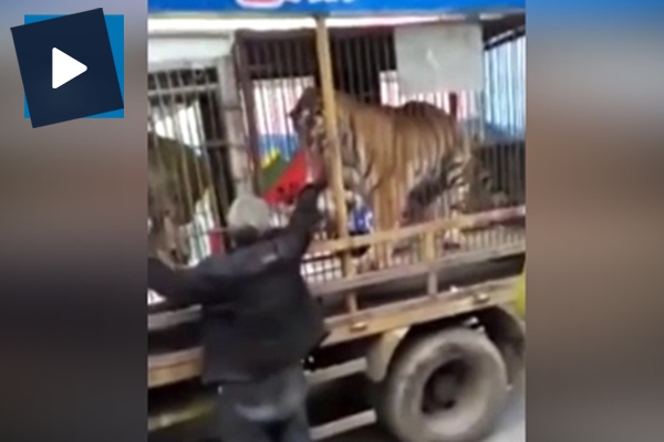 Kaplanı beslerken elini kaptırdı!