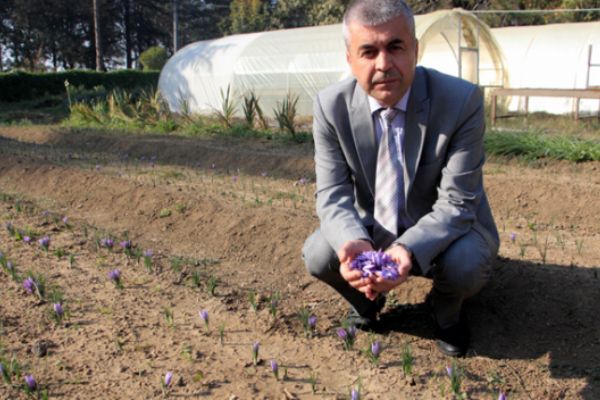 Dünyanın en pahalı bitkisi safranın gramı...