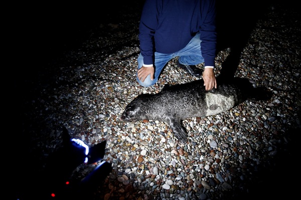 Ağa takılan yavru Akdeniz foku yaşamını yitirdi