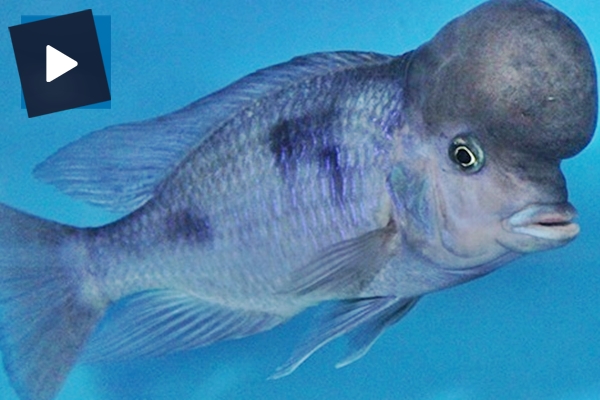 Bu balığı görenler hayrete düşüyor