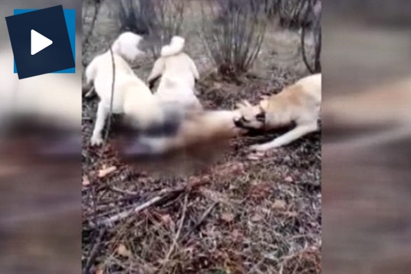 Sürüye saldıran kurdu kangallar böyle parçaladı!