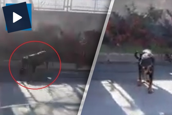 Suçüstü yakalanan köpek bakın ne yaptı!