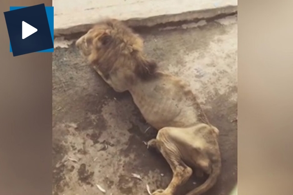 Aslanın bu görüntüsü yürekleri burktu