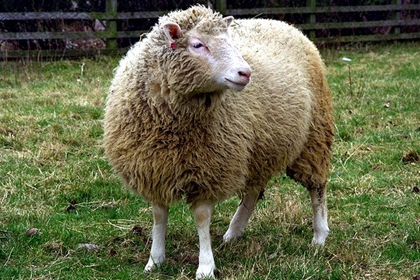 Klon koyun Dolly'nin ölüm nedeni belli oldu