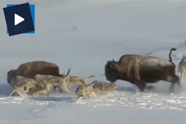 Yanlış hamle yaptı, arkadaşı kurtlara yem oldu