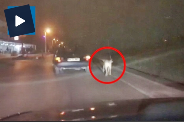 Vicdan yoksunu adam köpeği otomobiliyle sürükledi