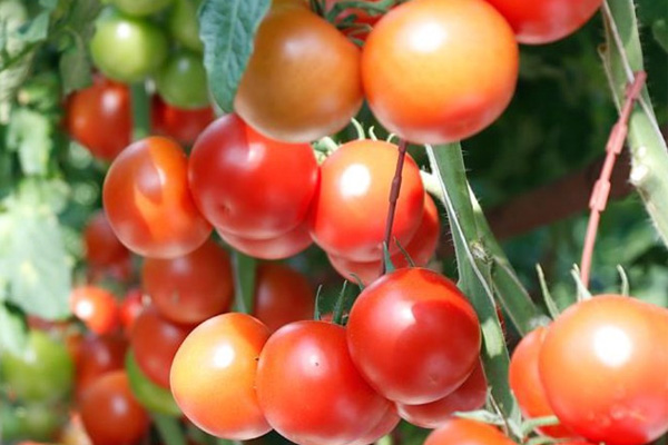 Rusya'ya domates ihracatı başladı