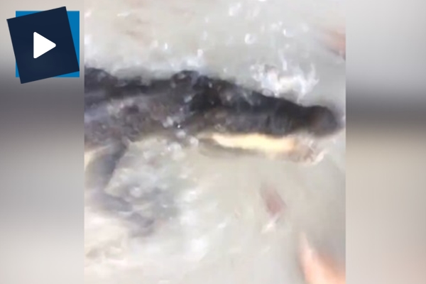 Timsah turiste saldırdı