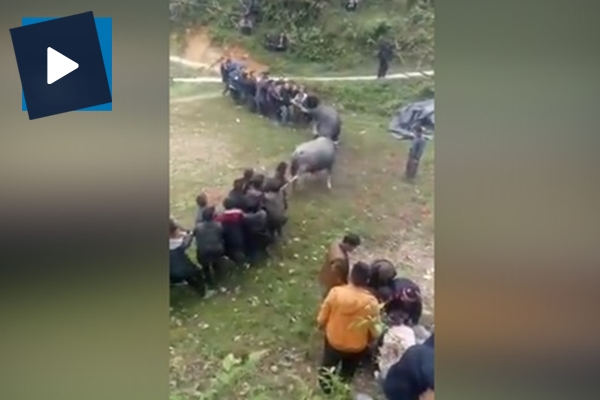 Adam iki kızgın boğanın arasında kalınca...