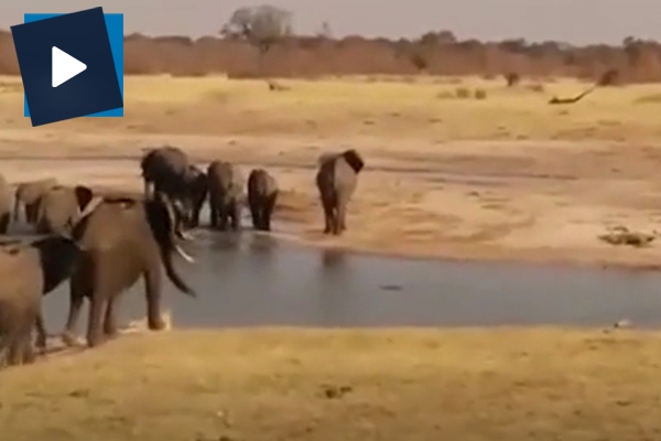 Timsahların planını bozan yavru fil!