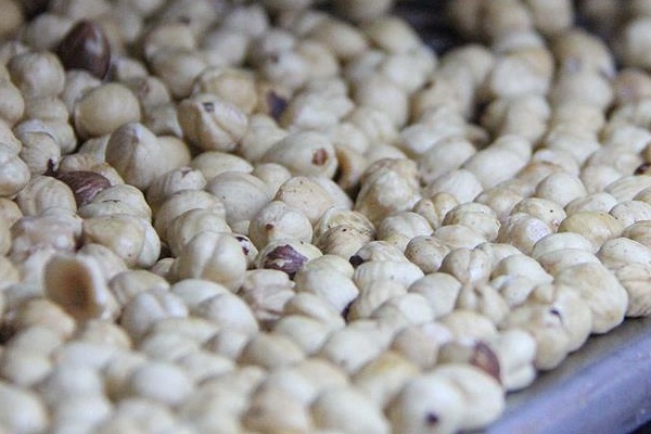 Türkiye'den üç ayda 100 bin ton fındık ihracı