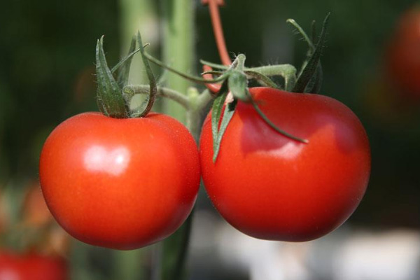Kasım'da zam şampiyonu domates