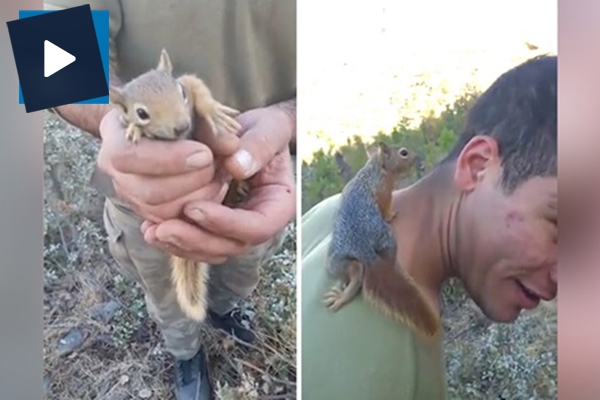 Mehmetçiğe sığınan sevimli sincap