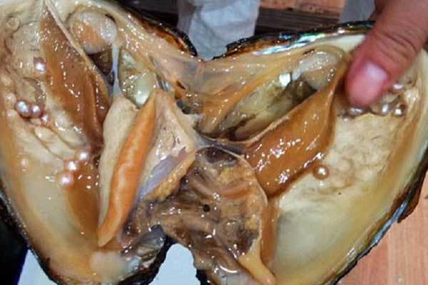 İstiridyelerin 200 gözünün olduğu ortaya çıktı!