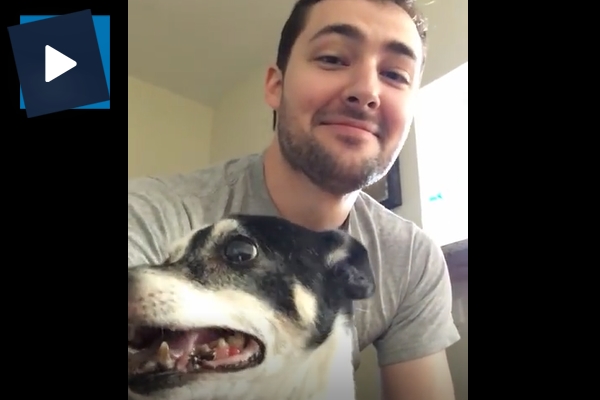 Hastalanan köpeğin hapşırık krizi