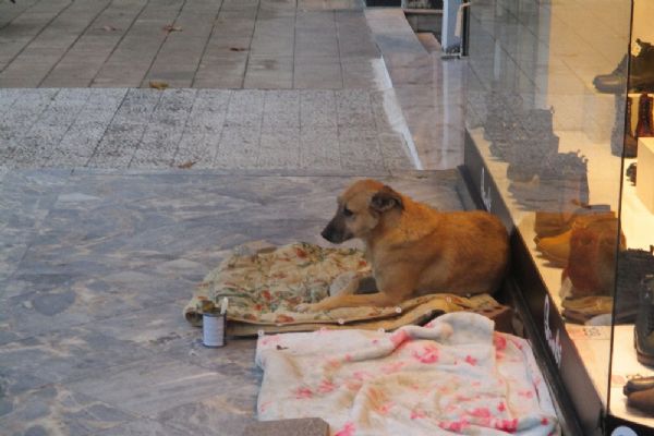 Üşüyen sokak hayvanları için battaniye serdiler