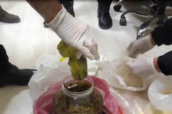 Turşu bidonundan çıktı