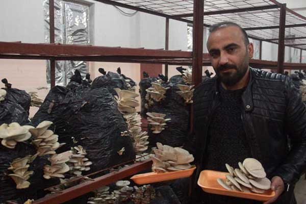 Hakkari'de bir ilk! İstiridye mantarı üretildi