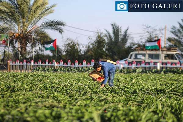 Gazze'deki çilekler ablukayı deliyor