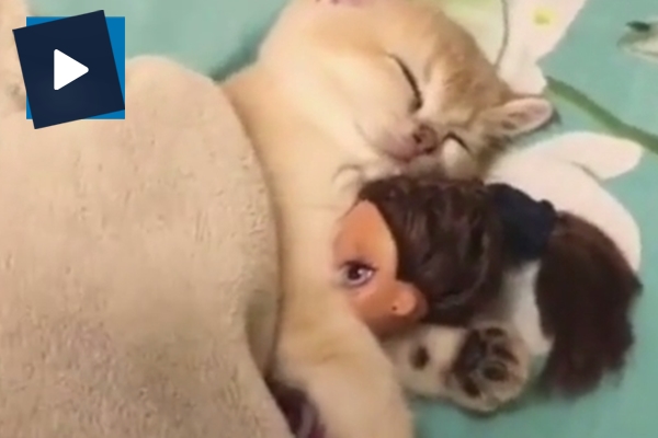 Oyuncak bebekle uyuyan küçük kedi