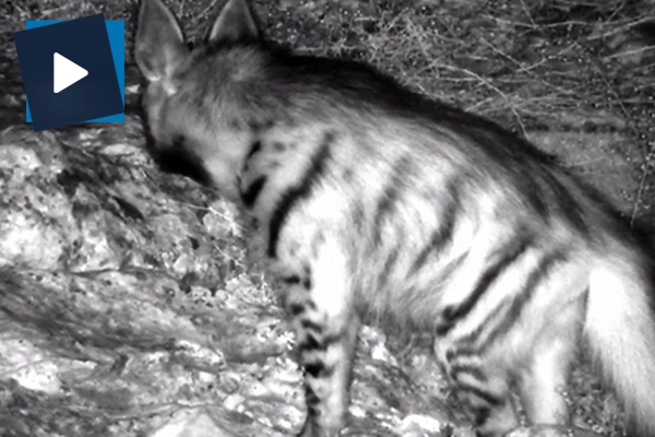 Çizgili sırtlan kameraya yansıdı