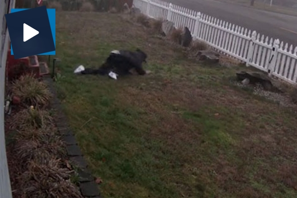 Tuzak hırsızın aklını başından böyle aldı