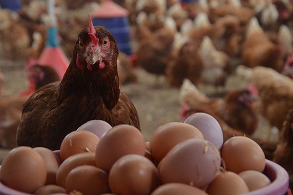 Yumurta üretimi azaldı