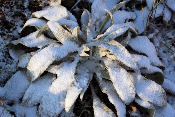 Kartalkaya'ya mevsimin ilk karı düştü