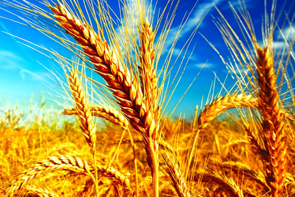 Rusya'dan Suriye'ye buğday yardımı