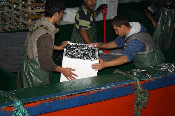 Hamsi bolluğu yüzleri güldürdü