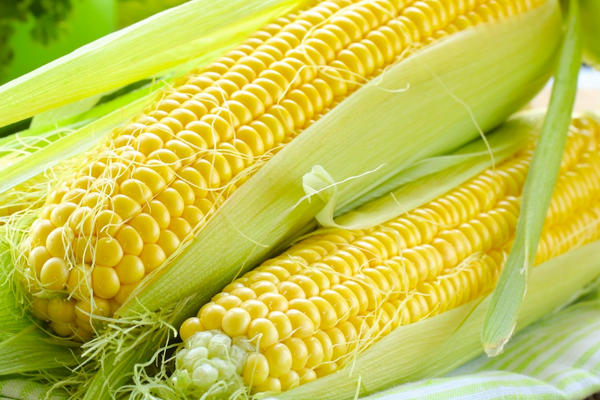 AB'den GDO'lu ürünlerin yetiştirilmesine yasak