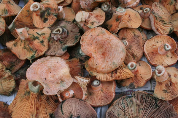 Bakanlıktan 'zehirli mantar' uyarısı