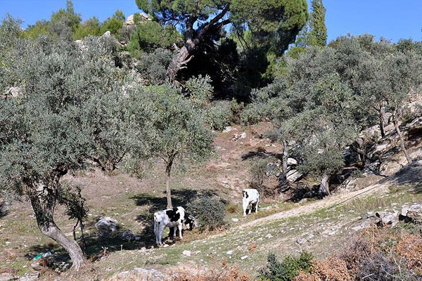 Yatağan'da kuduz alarmı