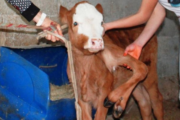 6 bacaklı buzağıyı görenler şaşırıyor