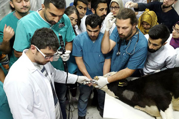 6 Aylık danaya endoskopi yapıldı