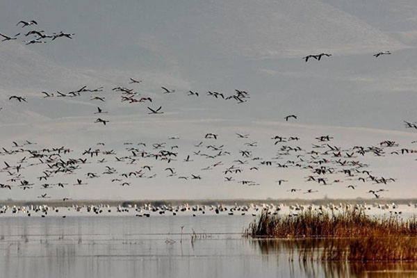 Sultan Sazlığı kuşlarına kavuştu