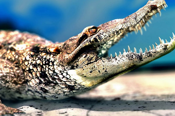 Hapishaneyi timsahlar koruyacak!