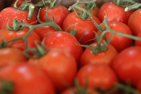 Antalya'dan 30 ülkeye domates ihracatı