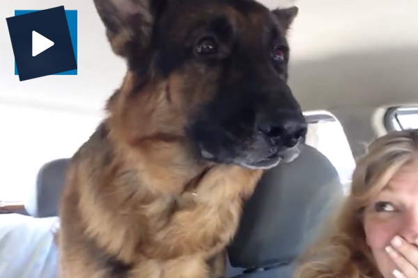 Veterinere geldiğini anlayan köpeğin yürek burkan tepkisi